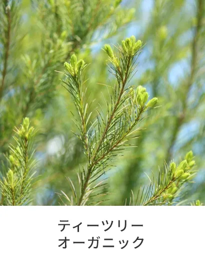 ティーツリーオーガニック