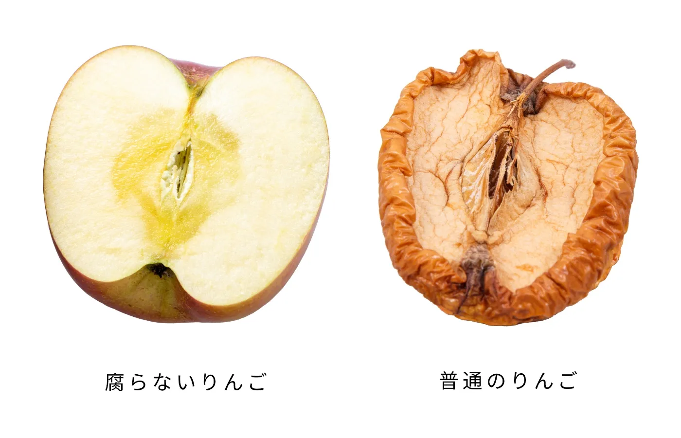 幹細胞のサポート リンゴ幹細胞は自己再生能力が高く、細胞が傷ついても自らの細胞を再生して維持する事ができる 肌本来の幹細胞が持つはたらきを大きくサポート 肌のリズムを整え、肌荒れを改善する効果や年齢肌サインの改善に向けた効果も期待