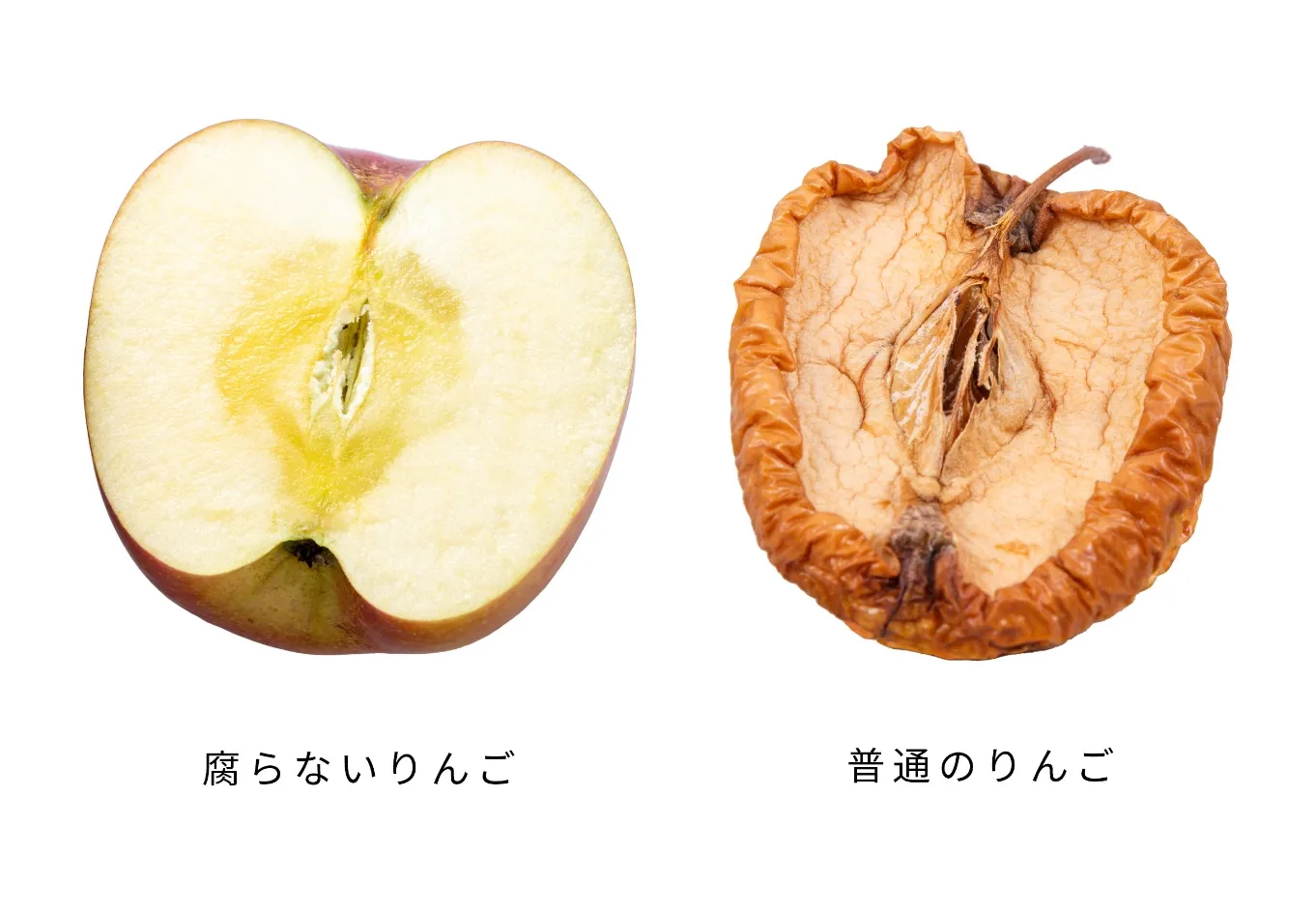 幹細胞のサポート リンゴ幹細胞は自己再生能力が高く、細胞が傷ついても自らの細胞を再生して維持する事ができる 肌本来の幹細胞が持つはたらきを大きくサポート 肌のリズムを整え、肌荒れを改善する効果や年齢肌サインの改善に向けた効果も期待