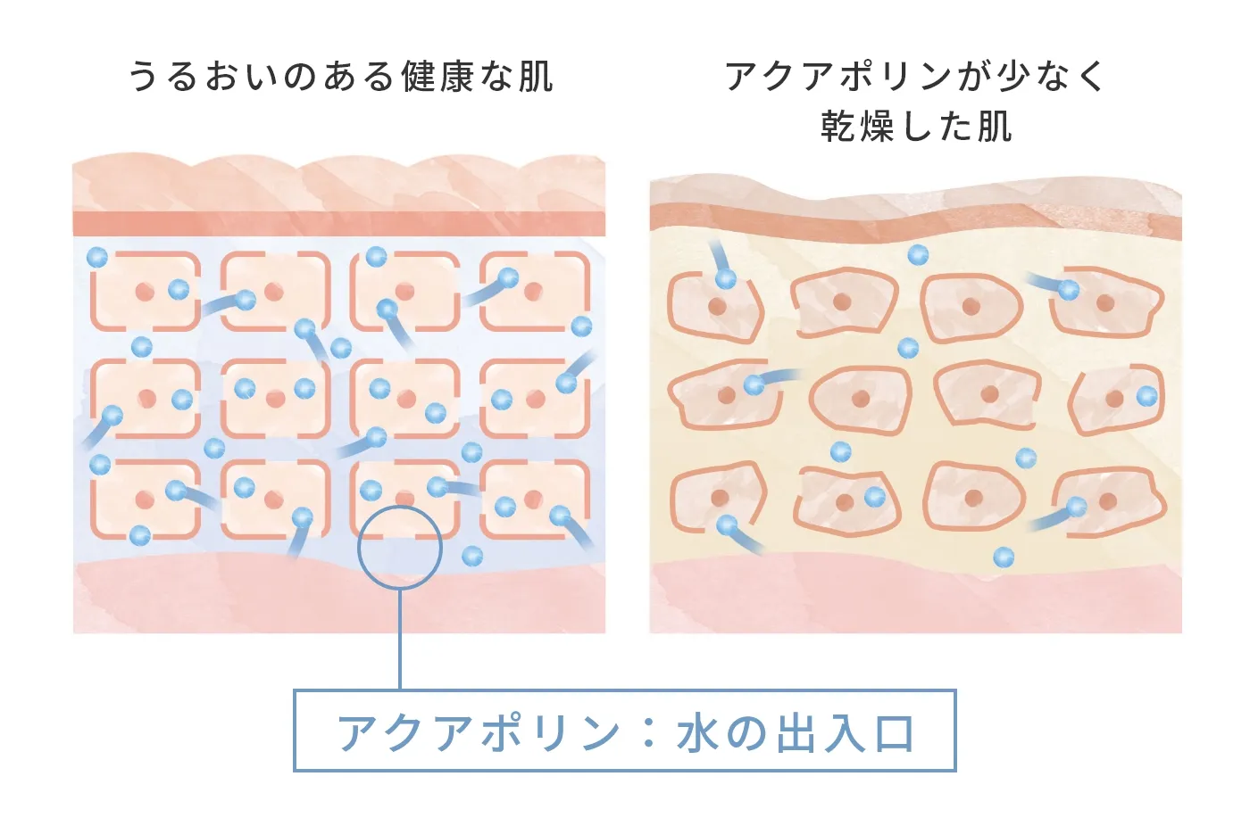アクアポリン：水の出入口
