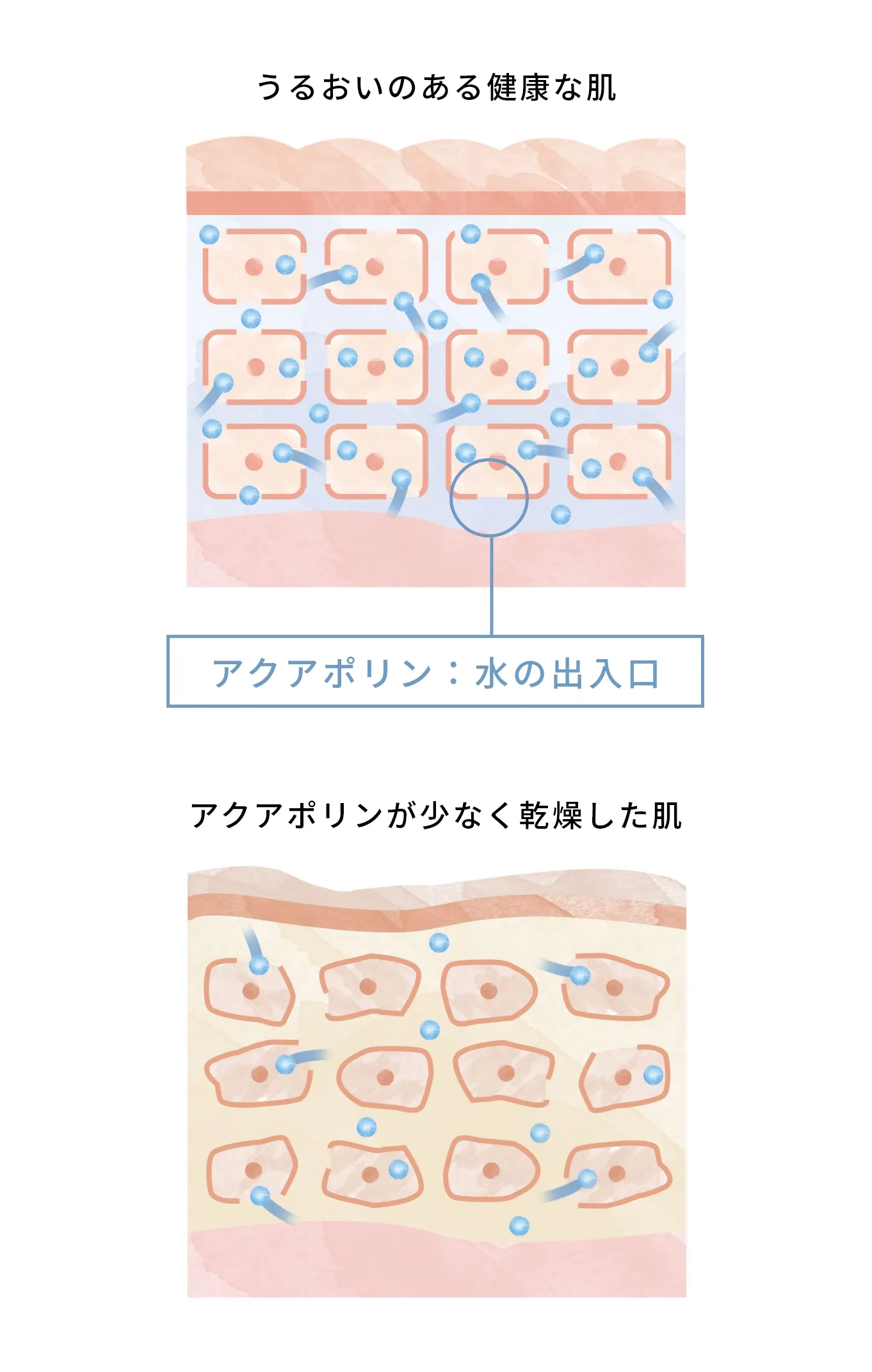 アクアポリン：水の出入口